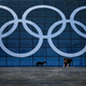Illustration for article titled The Dogs Of Sochi